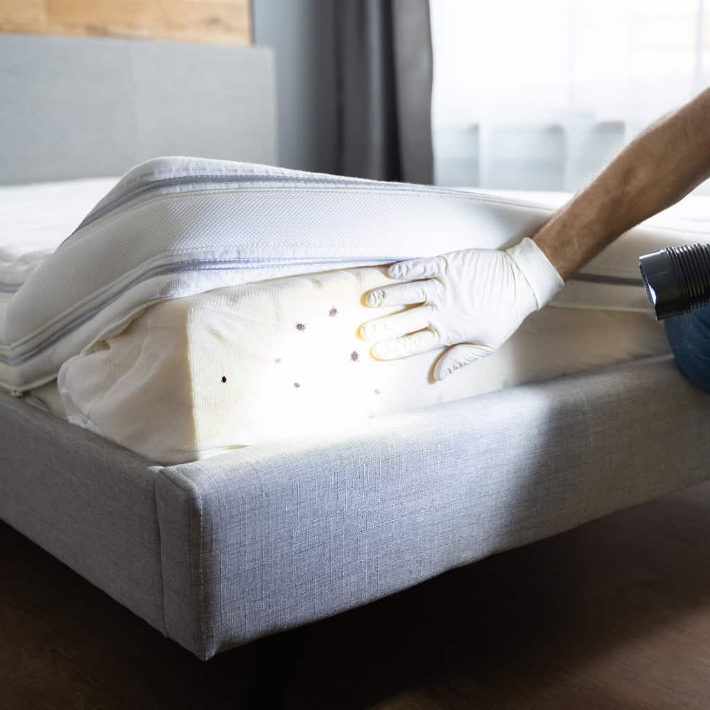 Bed bug elimination