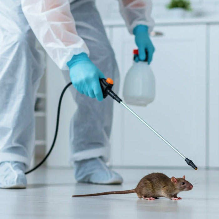 Rodent removal service
